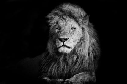 Lion Portrait B&W Photograph Print 100% Australian Made