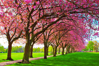 Green Lawn with Blossoming Pink Trees at Park Photograph Print 100% Australian Made