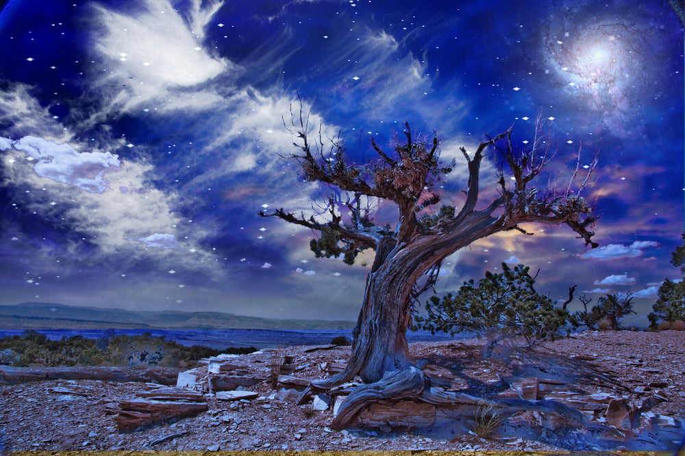 Trees in Desert under Space Sky Fantasy Print 100% Australian Made