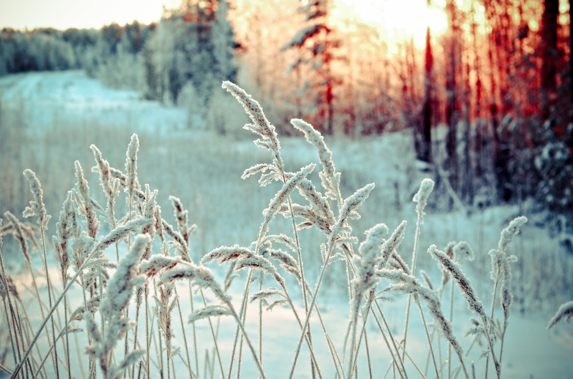 Winter Landscape with Frozen Flowers Photograph Print 100% Australian Made