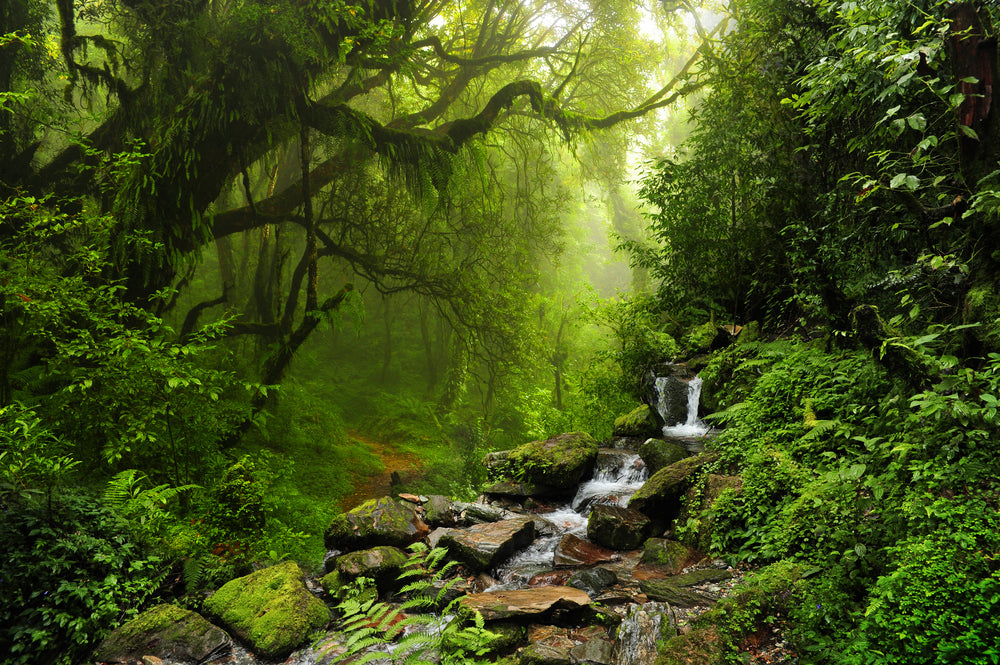 Stunning Forest Photograph Print 100% Australian Made