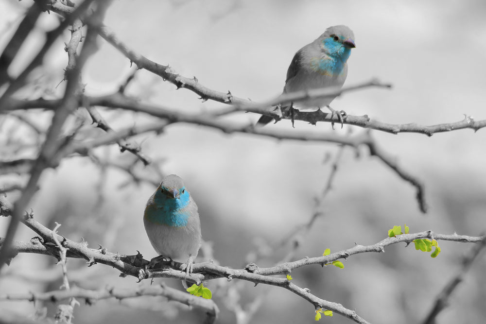 Rollers Birds on Tree Print 100% Australian Made