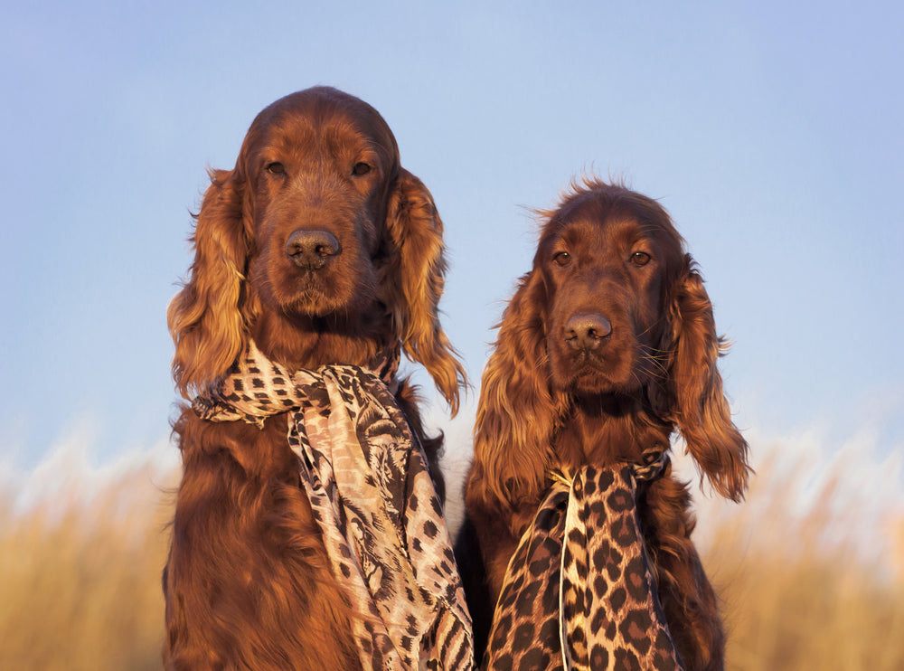 Two Dogs Portrait Scarf Photograph Print 100% Australian Made