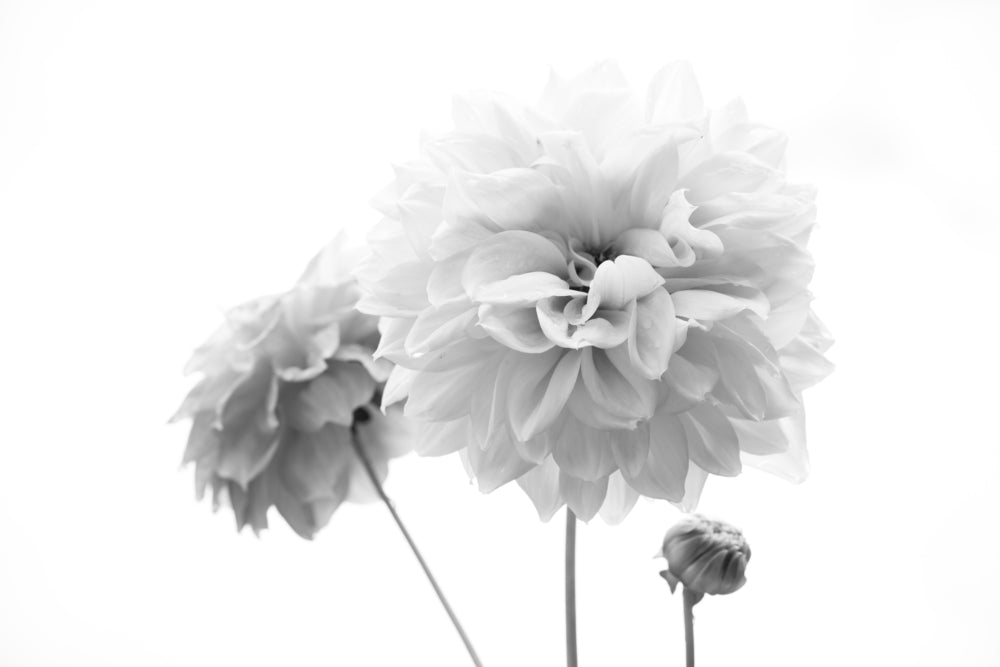 Flower B&W Photograph Print 100% Australian Made