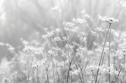 B&W Grass Flowers Photograph Home Decor Premium Quality Poster Print Choose Your Sizes