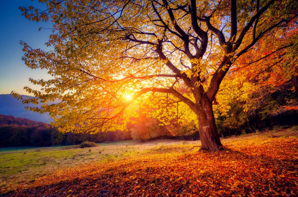 Stunning Sunset View Through Autumn Tree Photograph Print 100% Australian Made