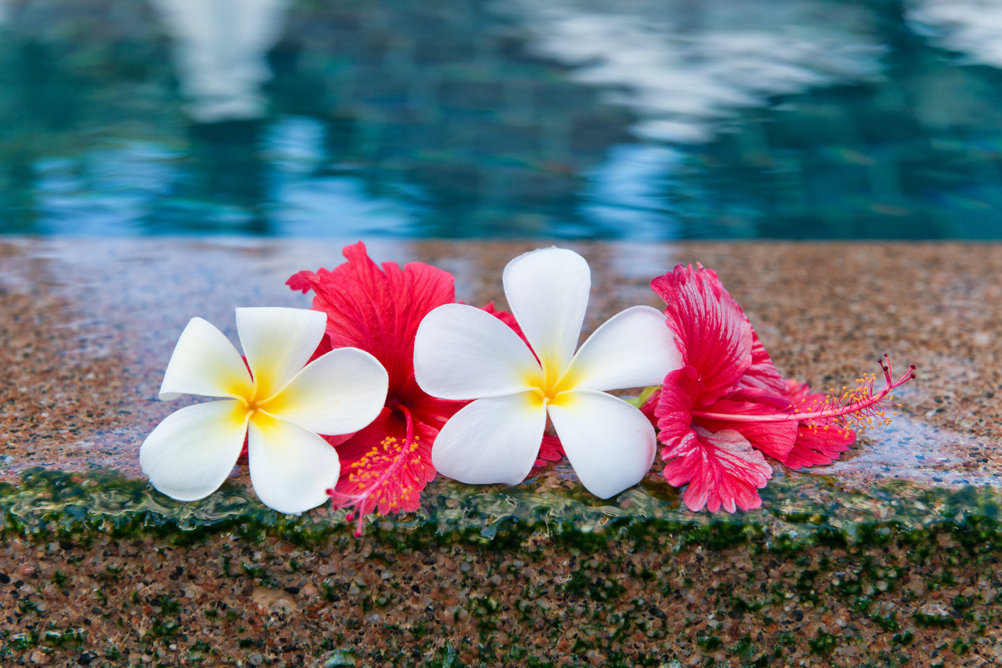 Hibiscus and Plumeria Flowers at Edge of Pool Photograph Print 100% Australian Made