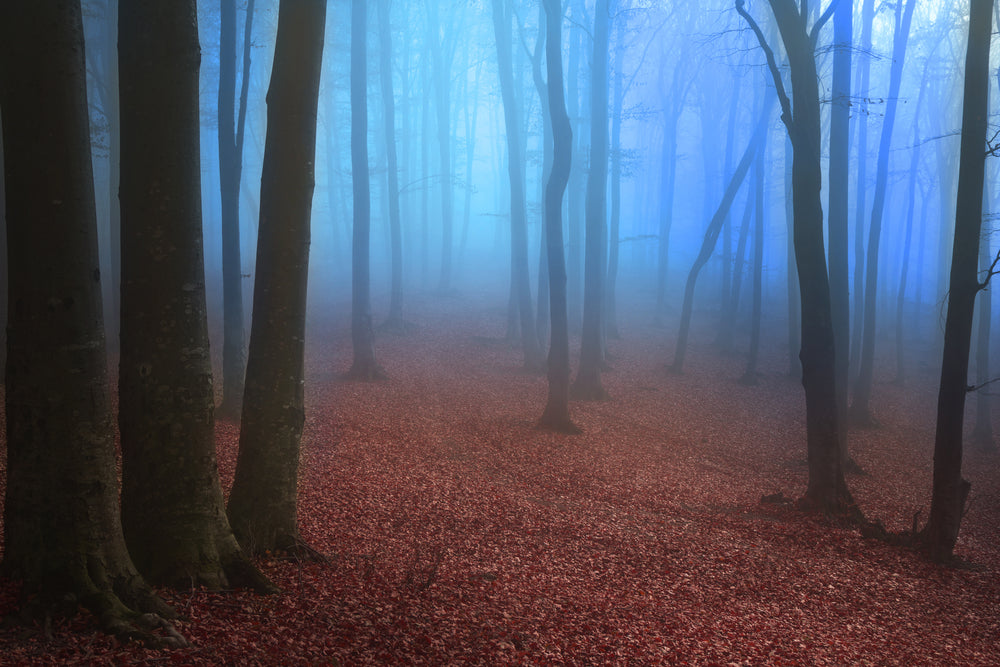 Misty Forest Red Leaves on the Ground Photograph Print 100% Australian Made