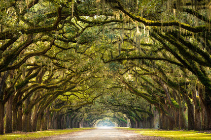 Road Between Trees Photograph Print 100% Australian Made