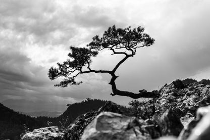 Tree on a Hill Slope B&W Photograph Print 100% Australian Made