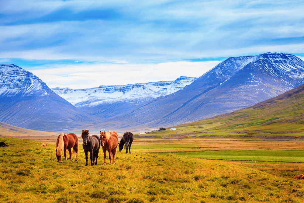 Horses in Meadow Photograph Home Decor Premium Quality Poster Print Choose Your Sizes