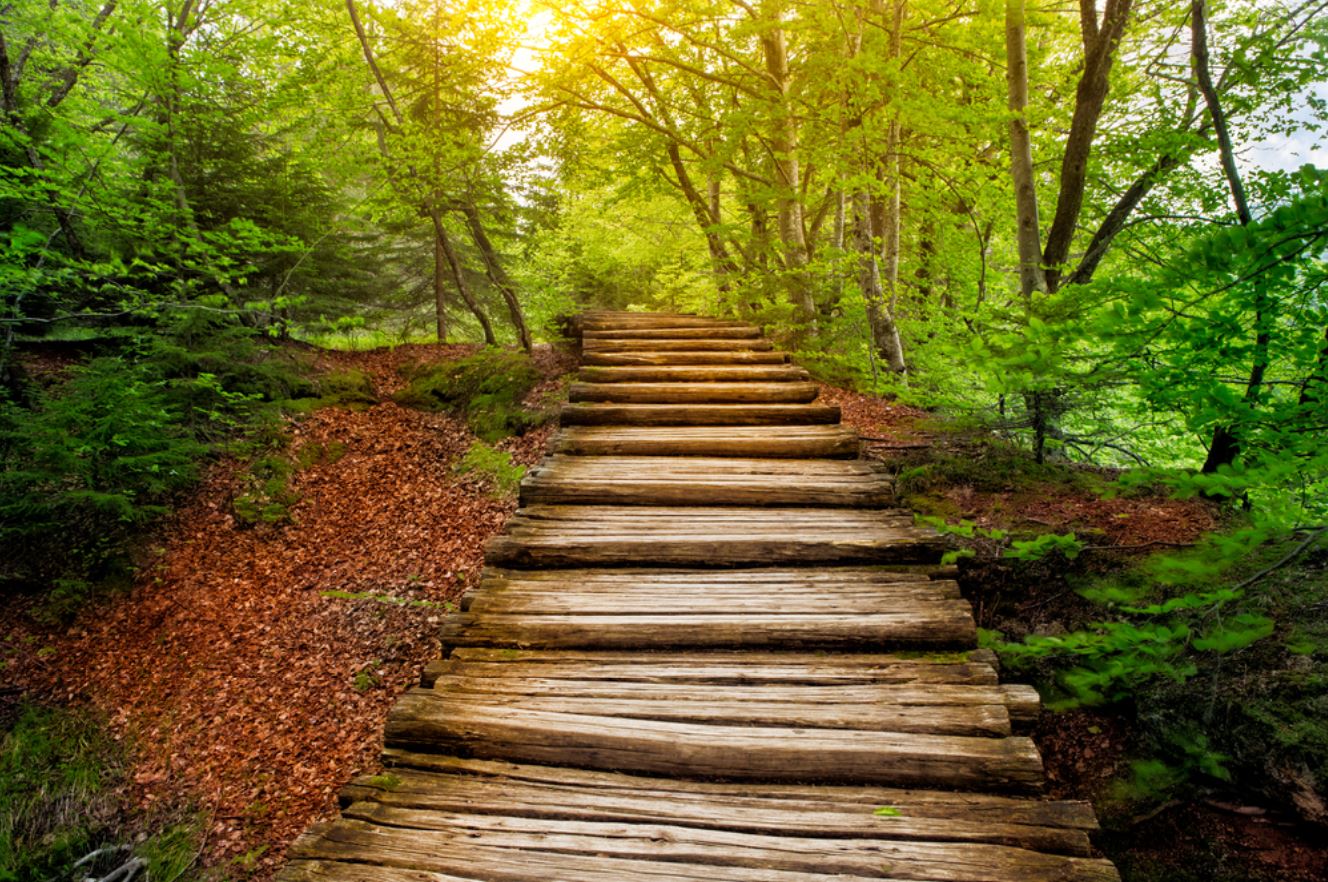 Wooden Stairs in Forest Scenery Home Decor Premium Quality Poster Print Choose Your Sizes