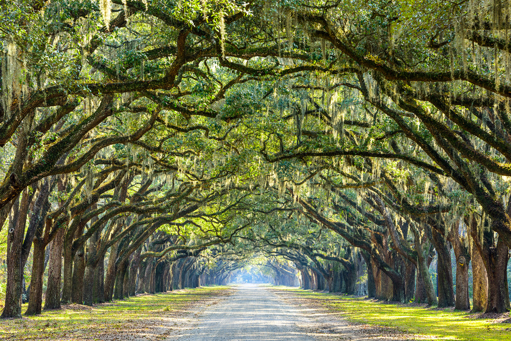 Road Between Huge Trees Photograph Print 100% Australian Made