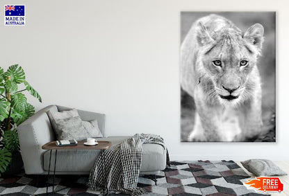 Lioness Portrait B&W Photograph Print 100% Australian Made