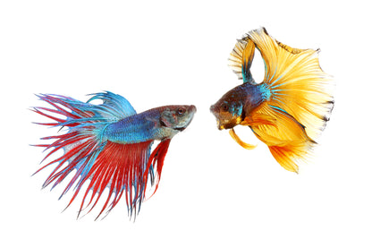 Fighter Fish Couple Photograph Print 100% Australian Made