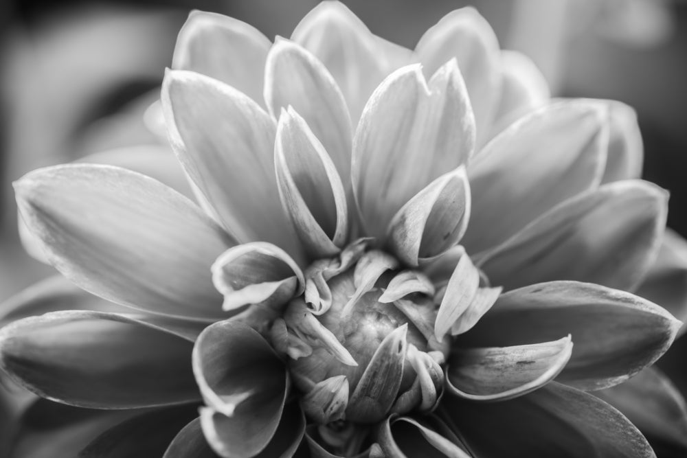 Flower Closeup B&W Photograph Print 100% Australian Made