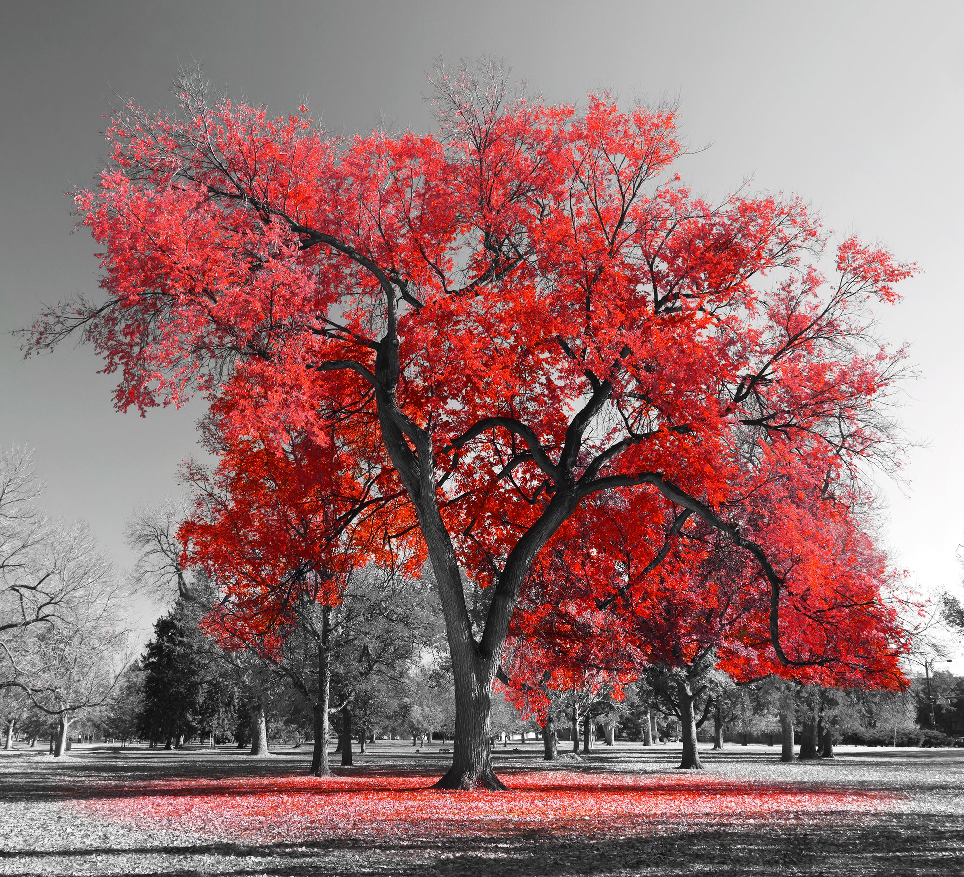 Square Canvas B&W Trees & Red Leaves High Quality Print 100% Australian Made