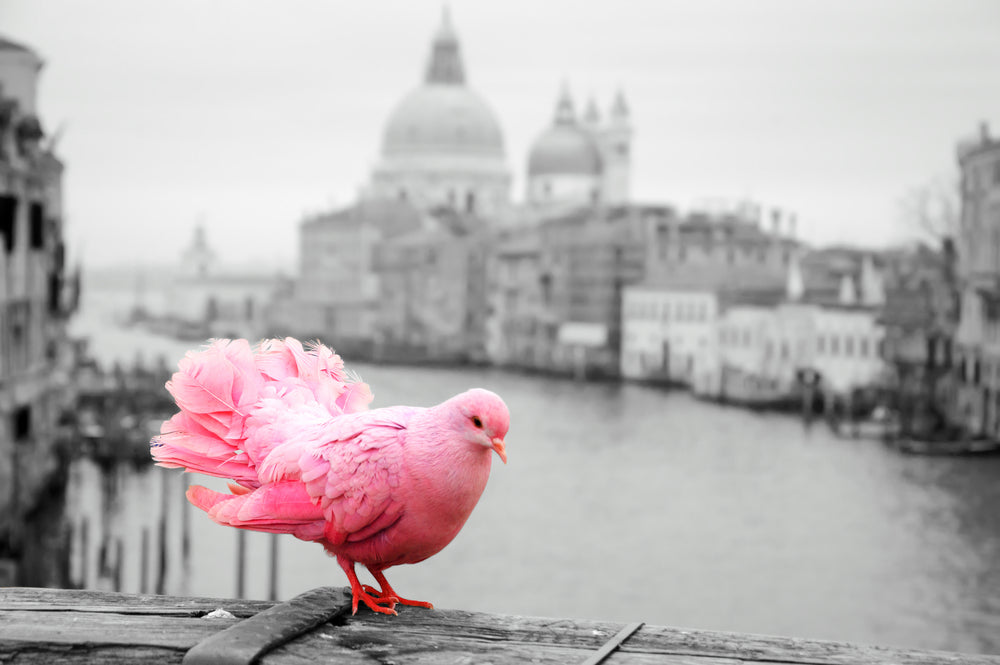 Pink Pigeon On Bridge Railing in Venice Italy B&W Print 100% Australian Made