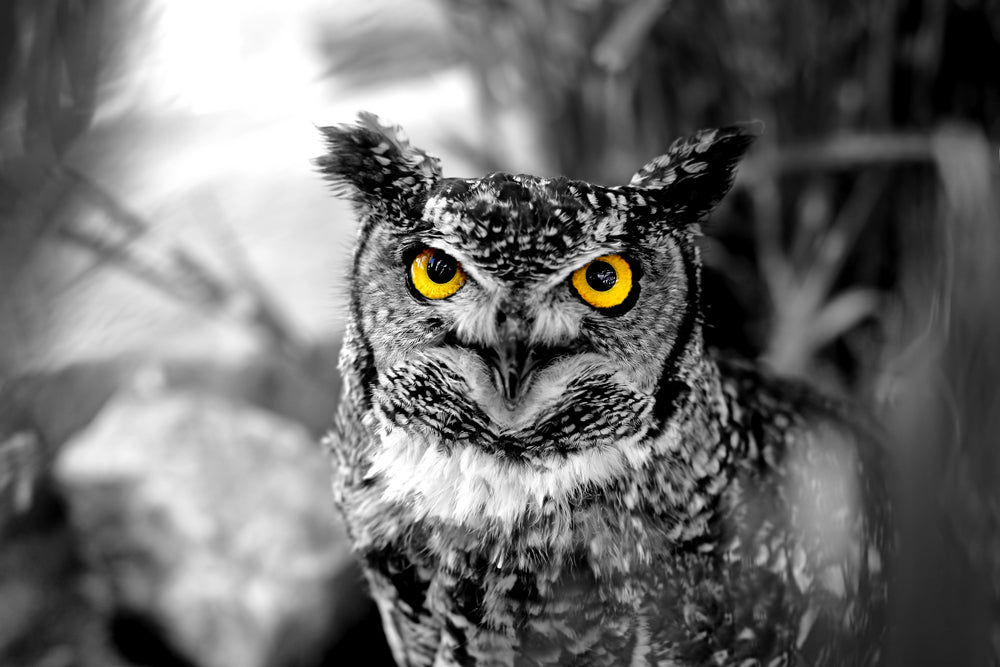 Owl Yellow Eyes Photograph Print 100% Australian Made