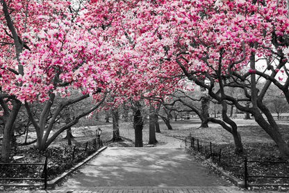 Pink Floral Flower Trees Park Home Decor Premium Quality Poster Print Choose Your Sizes