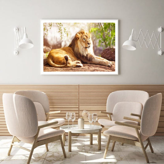 Lion in Zoo Closeup Photograph Home Decor Premium Quality Poster Print Choose Your Sizes