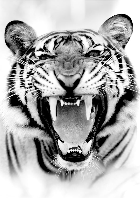 Tiger Portrait B&W Photograph Print 100% Australian Made