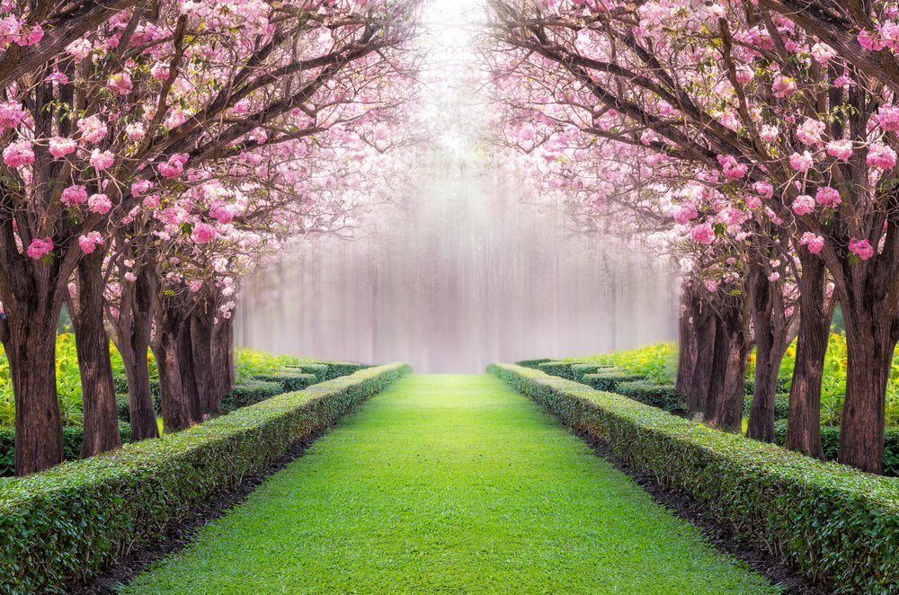 Blossom Trees in Garden Photograph Print 100% Australian Made