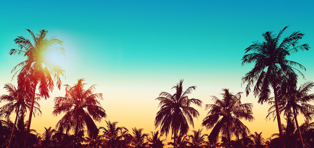 Palm Trees at Sunset Photograph Print 100% Australian Made