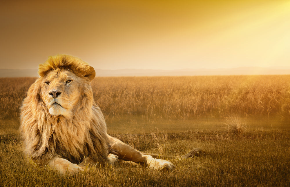 Lion on ground Photograph Print 100% Australian Made