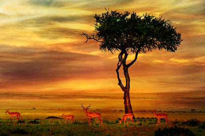 Deer Herd & Single Tree Sunset Photograph Print 100% Australian Made