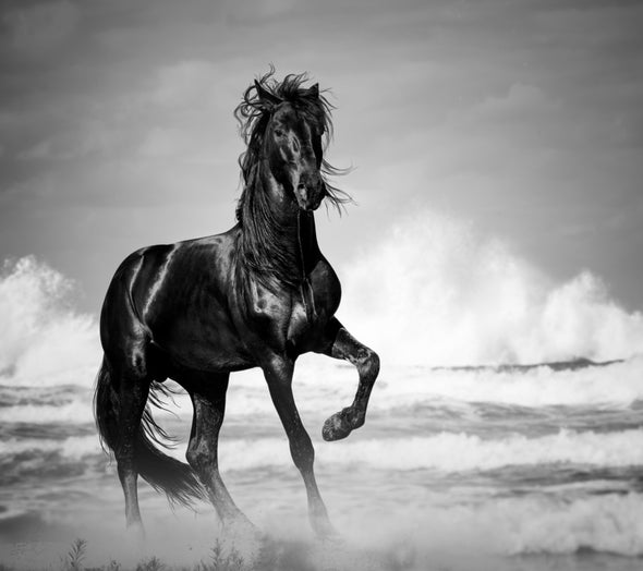 Black Horse Running Black & White Photograph Print 100% Australian Made