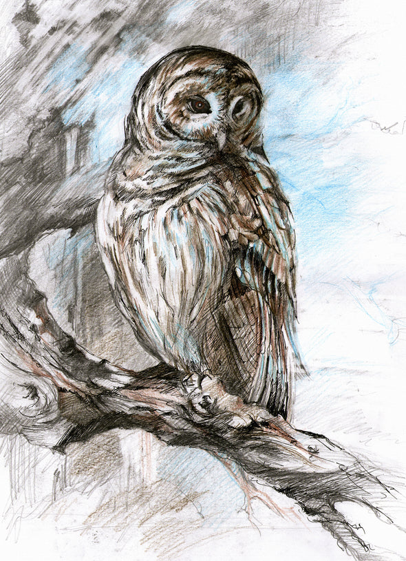 Owl Handdrawing Art Print 100% Australian Made