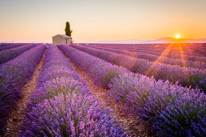 Lavender Field Scenery Photograph Home Decor Premium Quality Poster Print Choose Your Sizes