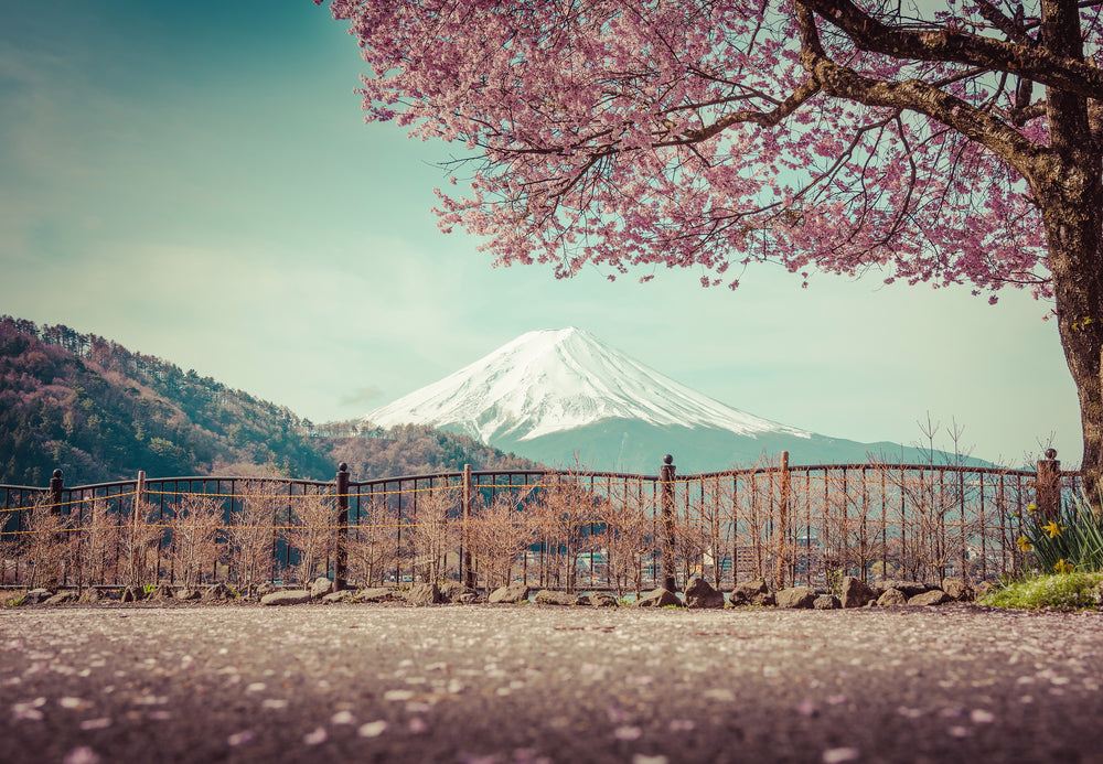 Autumn Trees & Snow Covered Mountain Scenery Photograph Home Decor Premium Quality Poster Print Choose Your Sizes