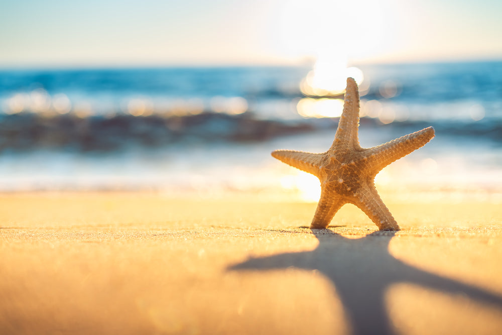 Star Fish on Beach Photograph Print 100% Australian Made