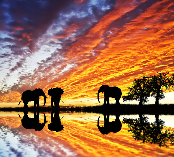 Elephants Walking on a River Bank Sunset Photograph Print 100% Australian Made