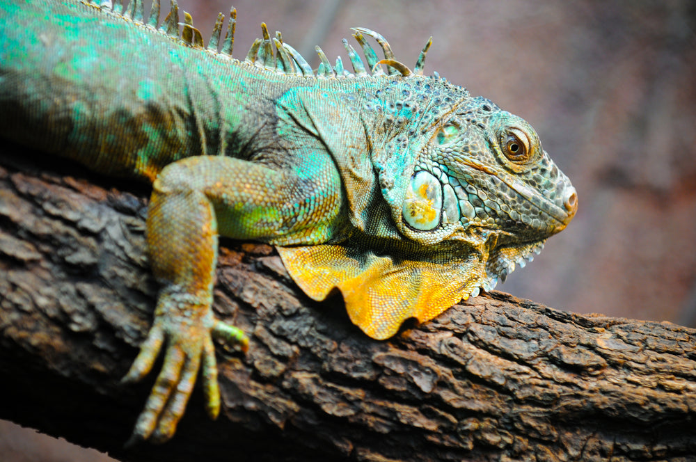 Australian Native Iguana on a Tree Photograph Print 100% Australian Made