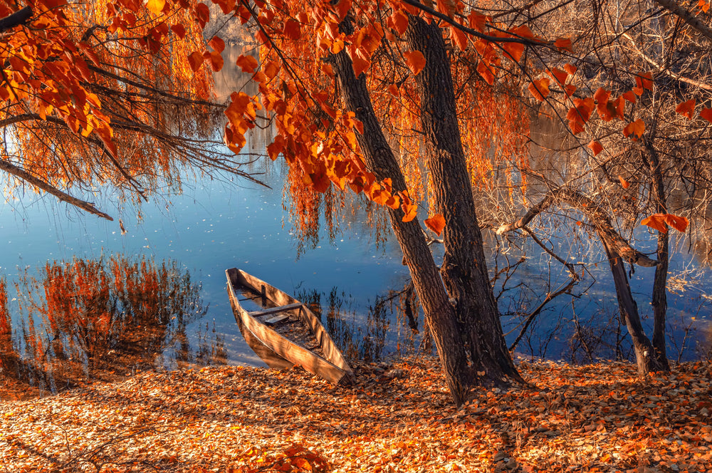 Autumn Tree Forest Near Lake Photograph Print 100% Australian Made