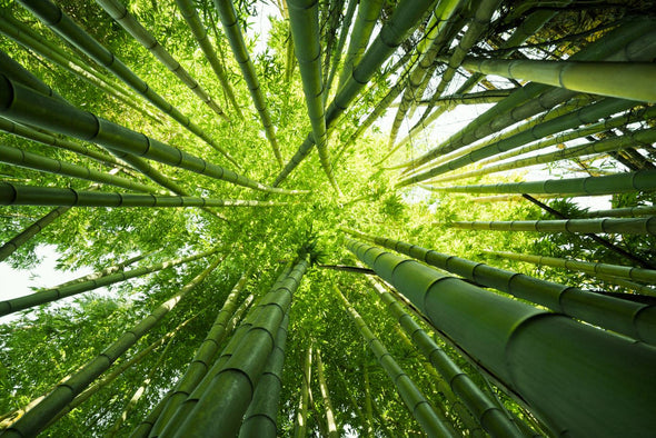 Bamboo Tree Forest Photograph Print 100% Australian Made
