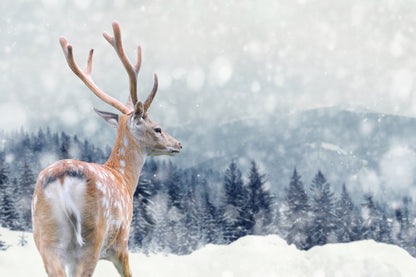 Deer on Snow Photograph Home Decor Premium Quality Poster Print Choose Your Sizes