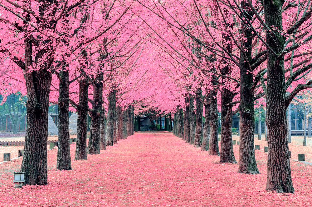 Cherry Blossom Road Photograph Print 100% Australian Made
