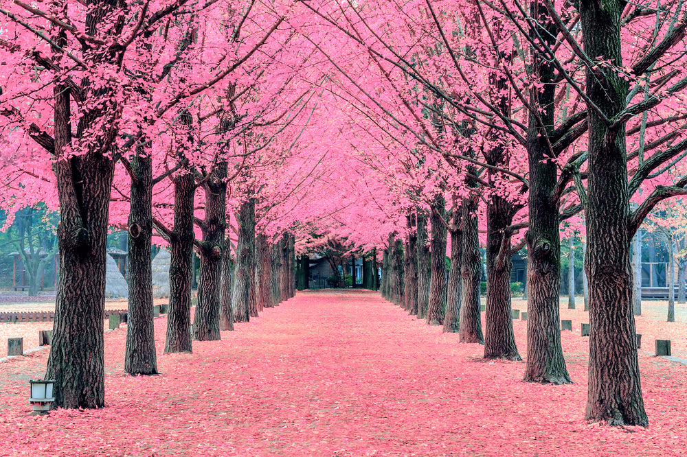 Pink Flower Trees Park Photograph Home Decor Premium Quality Poster Print Choose Your Sizes