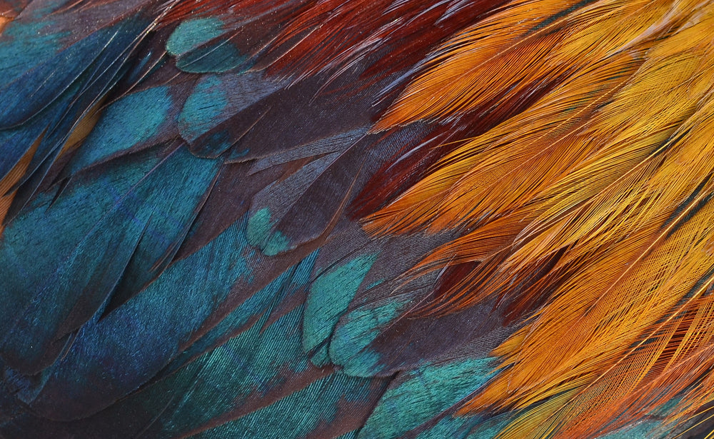 Colorful Feathers Closeup Photograph Home Decor Premium Quality Poster Print Choose Your Sizes