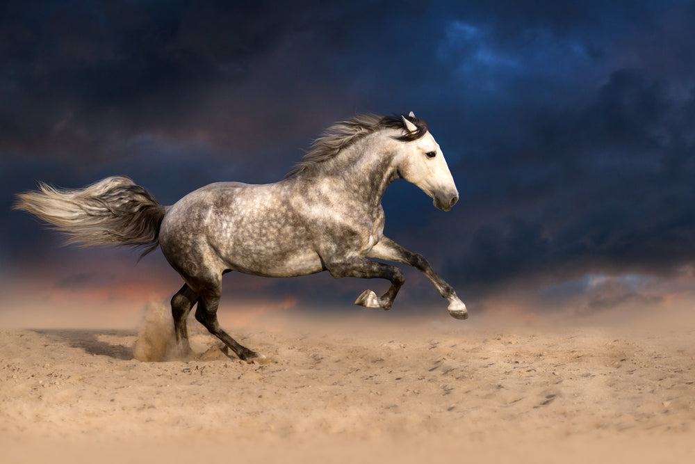 Horse Running on Sand Photograph Home Decor Premium Quality Poster Print Choose Your Sizes