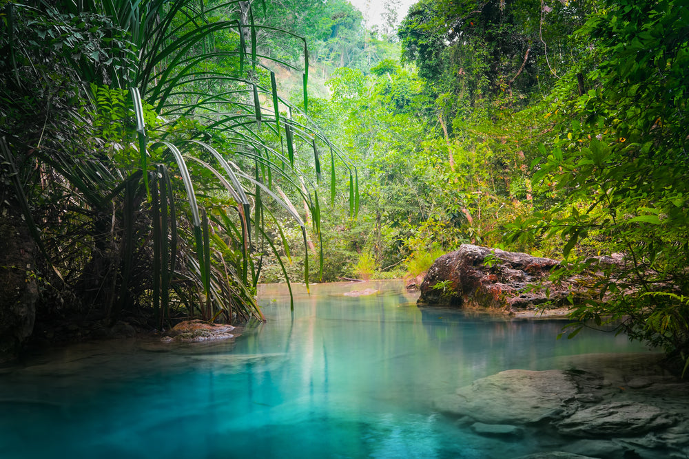 Water Stream In Forest Photograph Print 100% Australian Made