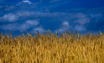 Wheat Field Closeup Photograph Home Decor Premium Quality Poster Print Choose Your Sizes