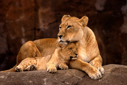 Lioness & Cub on a Rock Photograph Home Decor Premium Quality Poster Print Choose Your Sizes