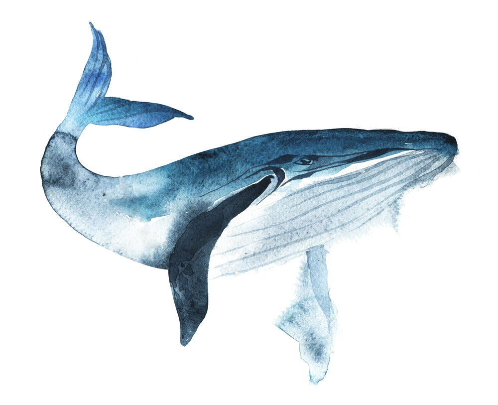 Whale Watercolor Painting Home Decor Premium Quality Poster Print Choose Your Sizes