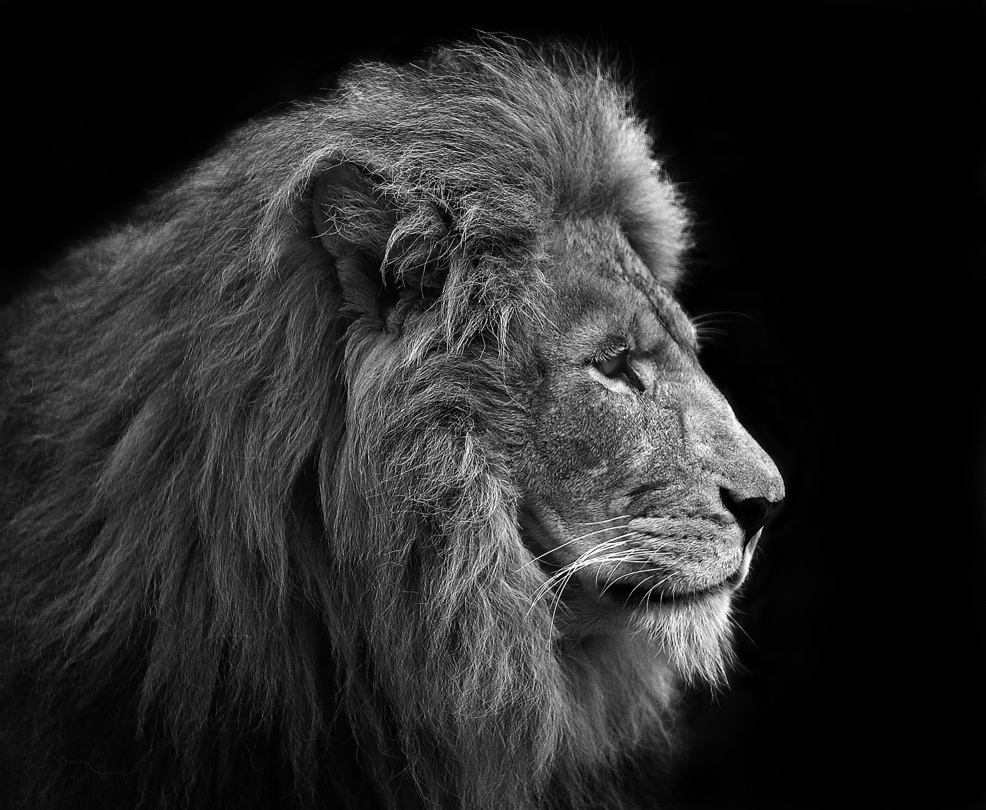 Lion Portrait B&W Photograph Print 100% Australian Made