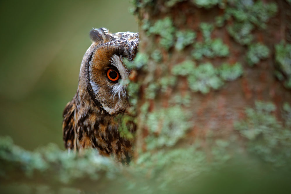 Owl Portrait Red Eye Photograph Print 100% Australian Made